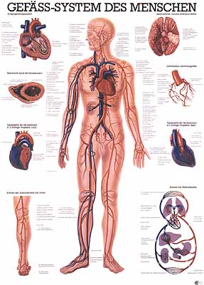 Get Lehrtafel meridiane meridiane im koerper darstellung For iPhone