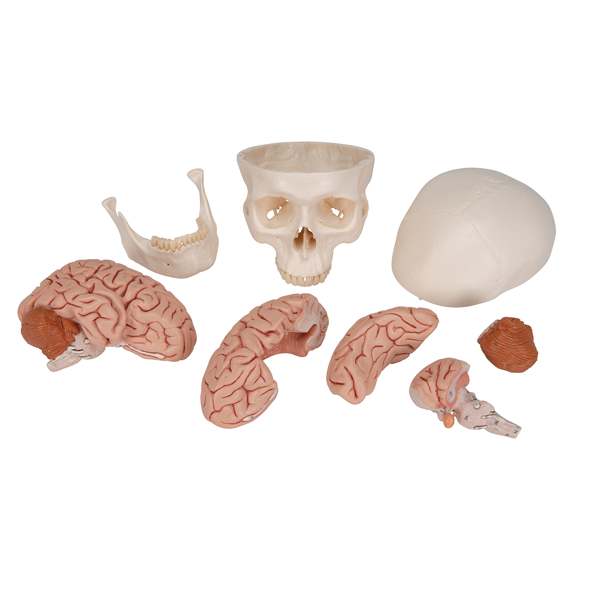 A20-9_04_1200_1200_Menschliches-Schaedel-Modell-Klassik-mit-Gehirn-8-teilig-3B-Smart-Anatomy