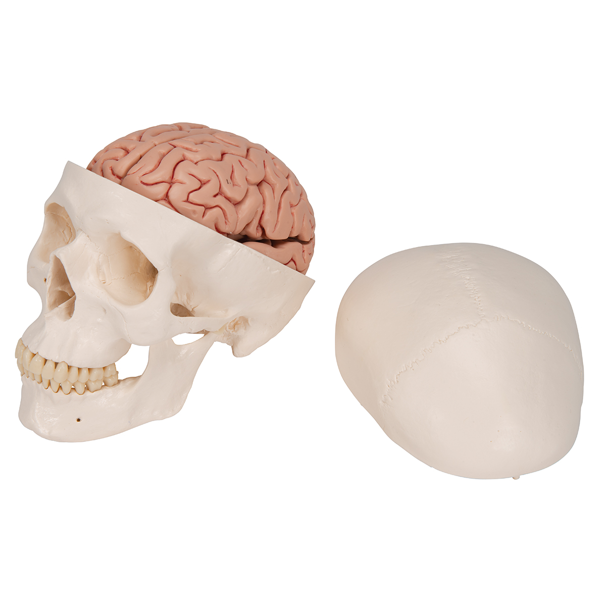 A20-9_05_1200_1200_Menschliches-Schaedel-Modell-Klassik-mit-Gehirn-8-teilig-3B-Smart-Anatomy