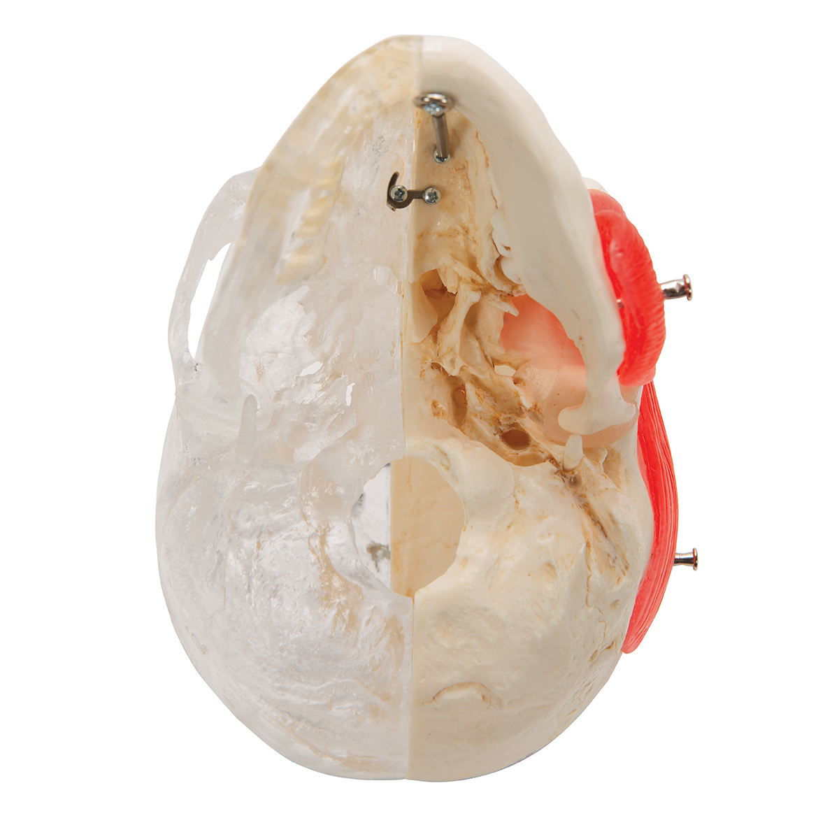 A282_04_1200_1200_BONElike-Schaedel-Modell-mit-transaprenter-Schaedelhaelfte-8-teilig-3B-Smart-Anatomy