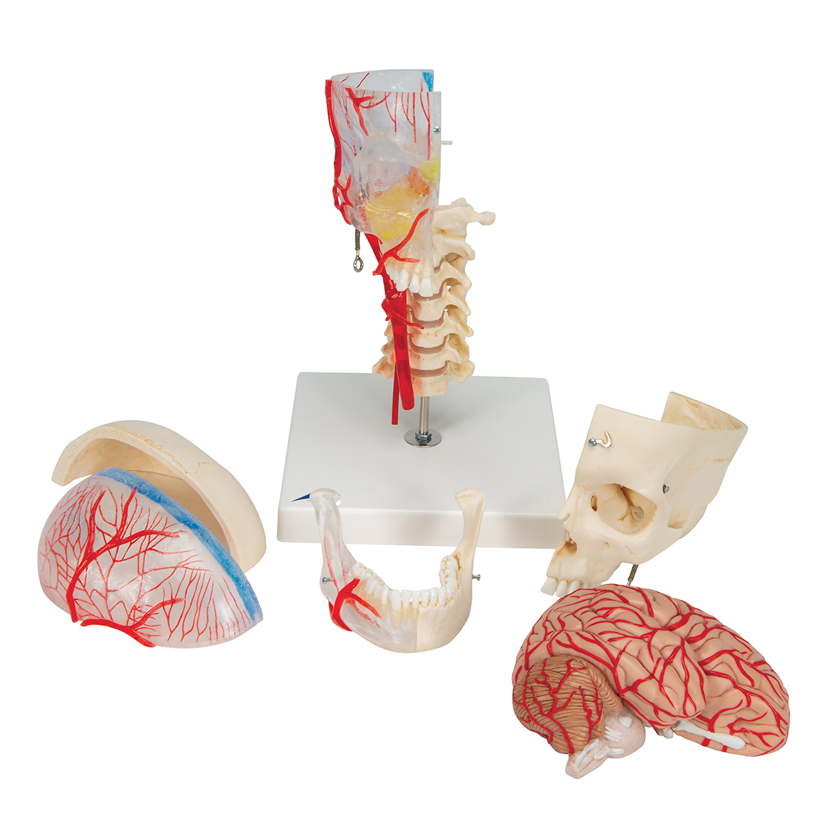 A283_04_1200_1200_BONElike-Schaedel-Modell-transparent-und-didaktisch-aufbereitet-7-teilig-3B-Smart-Anatomy