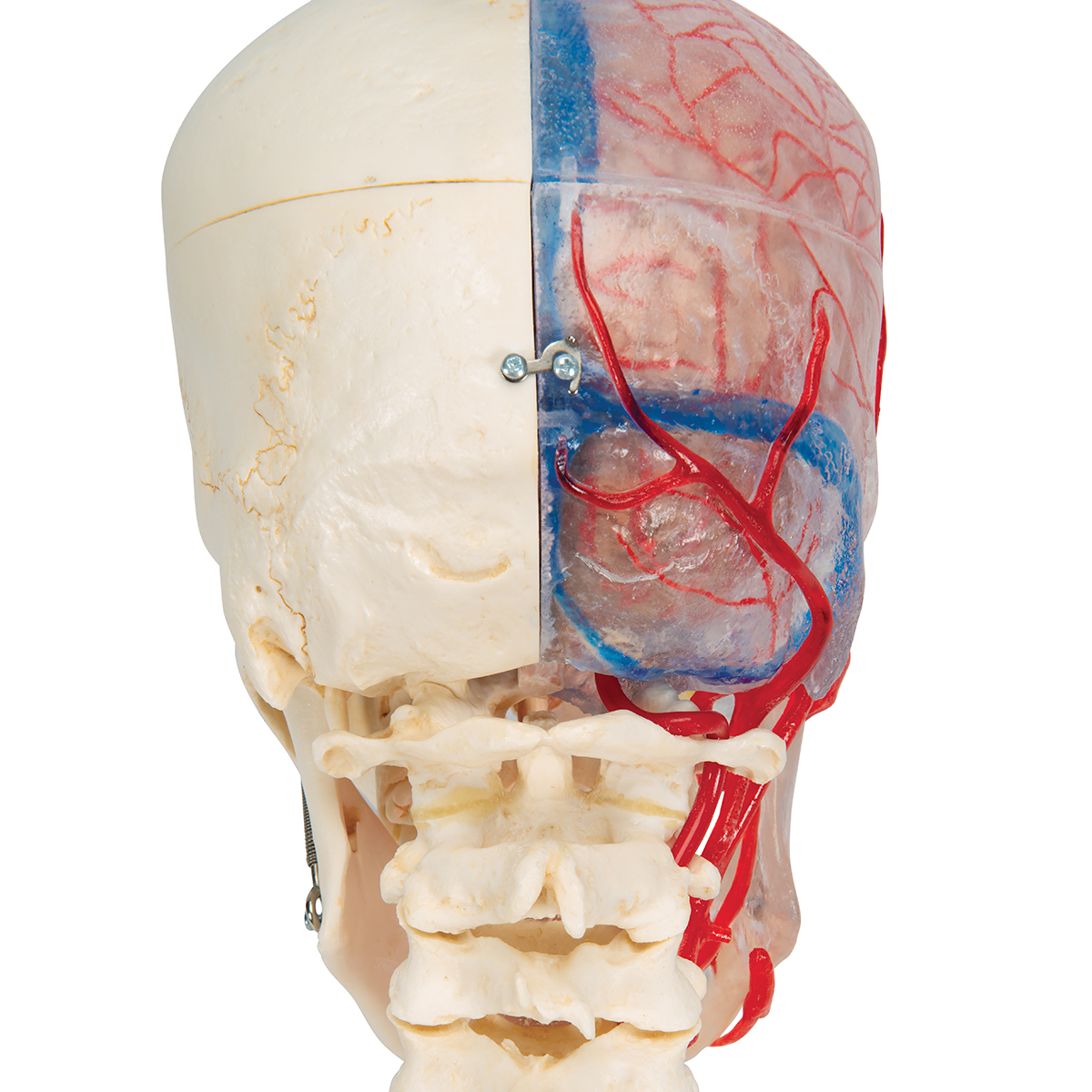 A283_06_1200_1200_BONElike-Schaedel-Modell-transparent-und-didaktisch-aufbereitet-7-teilig-3B-Smart-Anatomy