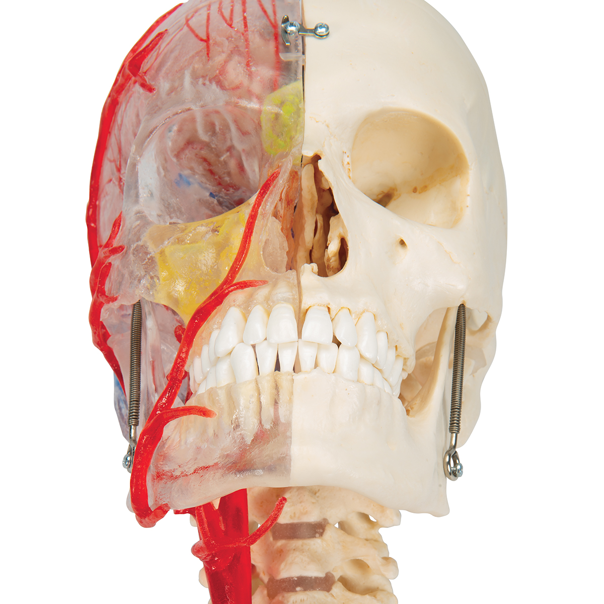 A283_07_1200_1200_BONElike-Schaedel-Modell-transparent-und-didaktisch-aufbereitet-7-teilig-3B-Smart-Anatomy