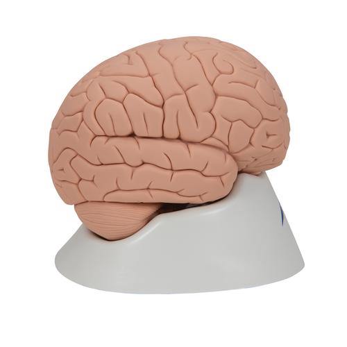 C15-1_03_Einsteiger-Gehirn-2-teilig