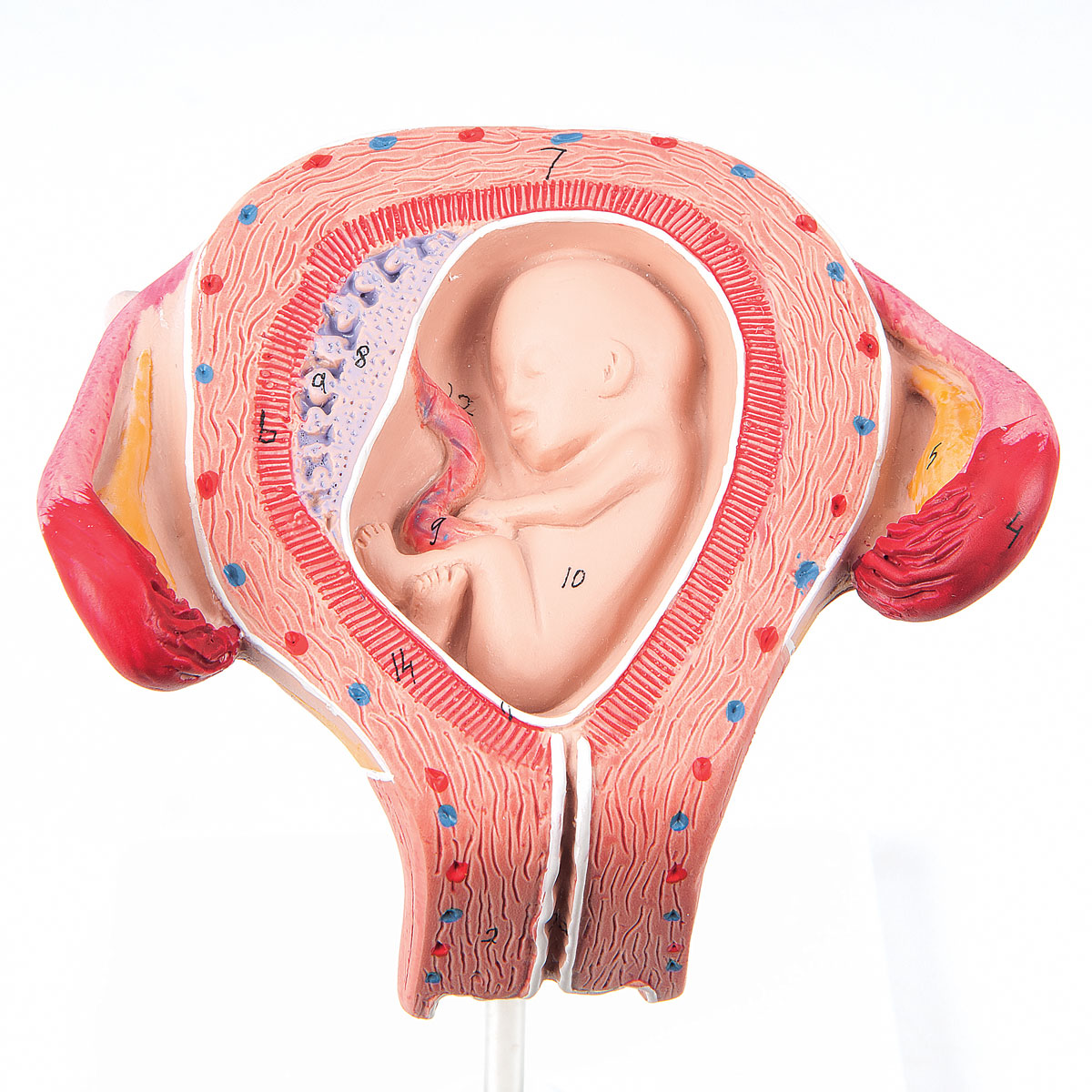 L10-3_01_1200_1200_Foetus-Modell-3-Monat