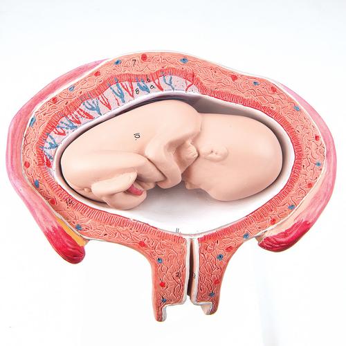 L10-4_01_Fetus-4-Monat-Bauchlage