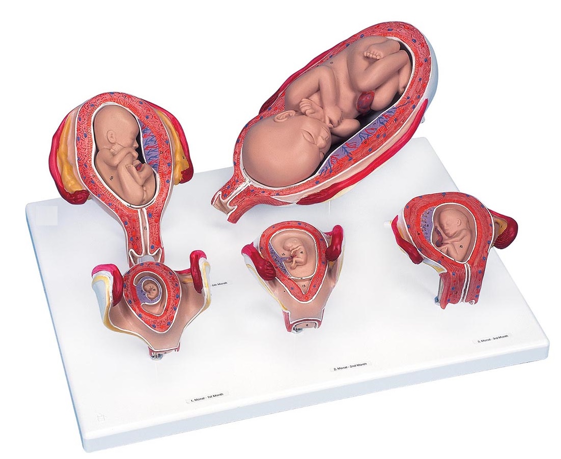 L11-9_01_1200_1200_3B-Scientific-Schwangerschaftsserie-5-Modelle