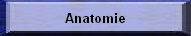 Anatomie