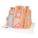 G42_01_1200_1200_3B-MICROanatomy-Modell-Arterie-und-Vene-14-fache-Vergroesserung-3B-Smart-Anatomy