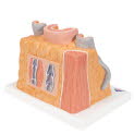 G42_02_1200_1200_3B-MICROanatomy-Modell-Arterie-und-Vene-14-fache-Vergroesserung-3B-Smart-Anatomy