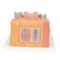 G42_03_1200_1200_3B-MICROanatomy-Modell-Arterie-und-Vene-14-fache-Vergroesserung-3B-Smart-Anatomy