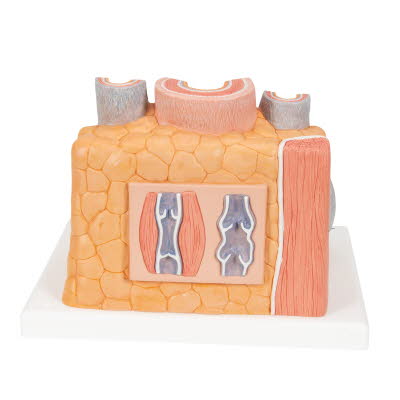 G42_03_1200_1200_3B-MICROanatomy-Modell-Arterie-und-Vene-14-fache-Vergroesserung-3B-Smart-Anatomy