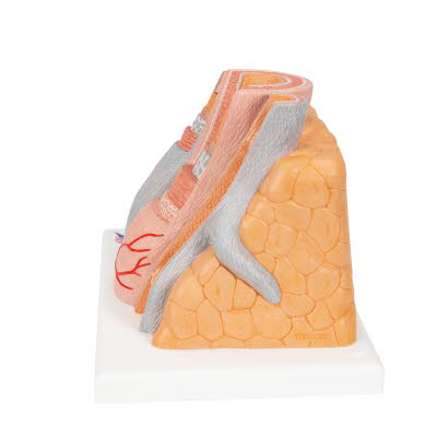 G42_05_1200_1200_3B-MICROanatomy-Modell-Arterie-und-Vene-14-fache-Vergroesserung-3B-Smart-Anatomy