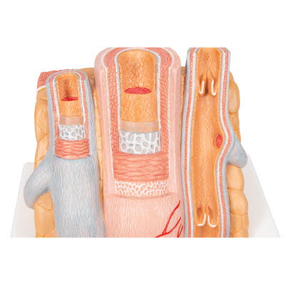 G42_07_1200_1200_3B-MICROanatomy-Modell-Arterie-und-Vene-14-fache-Vergroesserung-3B-Smart-Anatomy