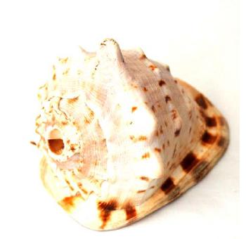 no27_1 no27_1