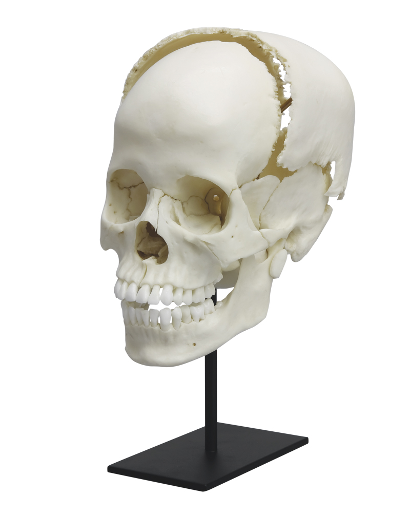 Детский череп фото. Анатомическая модель череп. Череп макет анатомический. Анатомическая модель черепа отдельные кости.