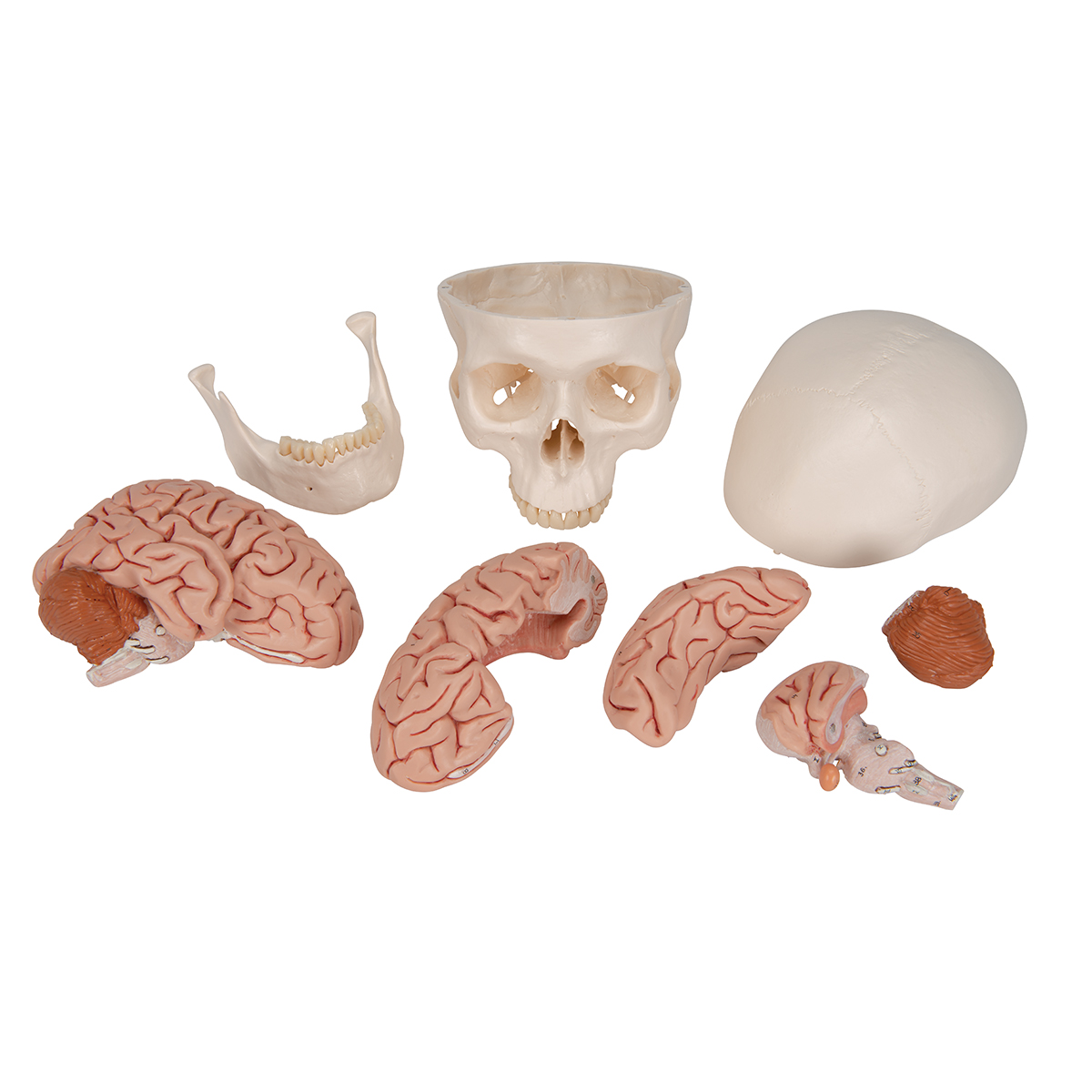 Brain 8 1. Анатомическая модель мозга человека в натуральную величину. Модель череп человека 4395. Разборная череп с мозгом.